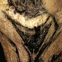 Vénus de Chauvet (-30.000)